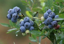 蓝莓怎么种？