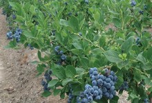 蓝莓大面积种植技术？