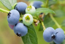 蓝莓种植技术？