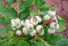 盆栽蓝莓树苗如何养护？