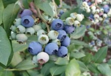 蓝莓树怎样管理？