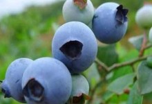 大棚蓝莓盆栽好还是地栽好？