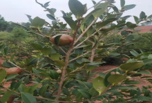 产茶油量高的茶树品种