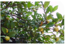 油茶树的种植条件和经济用途