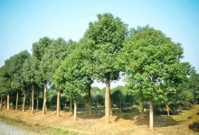 香樟树苗木资讯,一年生香樟移栽密度0.5米*0.5米可以吗？