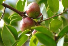 山茶油和茶树油一样吗,回农村创业，茶叶树和茶油树哪个品种能长久点？