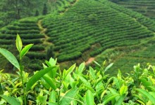 安溪茶叶大观园对茶文化是如何推广的？