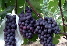 摩尔多瓦葡萄 栽培技术