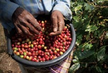 咖啡豆盆景种植方法？