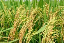 黑龙江水稻一千亩大约产量是多少斤？ 现在水稻价格是1.35元，求高人，不懂不要进。