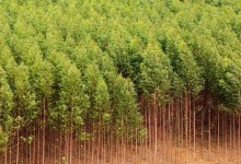 桉树种植施肥方法有哪些？