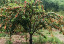 云南樱桃苗木栽培技术,如何悉心照料自己种的樱桃树