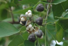 乌桕和山乌桕是同一种树吗？既然为中国植物图谱数据库收录的有毒植物，为何 乌桕蜜 被称为 “排毒之王”？