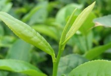 茶树哪种优质呢？怎样种植好？