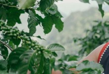咖啡的种植日期以及条件
