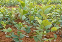 油茶树种植方法（种植和管理油茶树的指南）