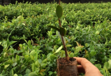 种植茶油树的利益