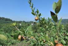 茶油种植的地区