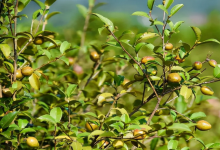 绿色茶油的种植条件