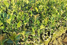 茶油树的种植栽培管理