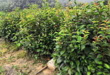 茶油果树苗价格