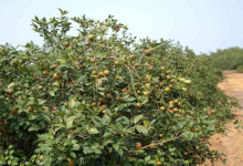 种植茶油树的经济效益