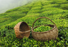 茶叶种植地选地