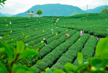 茶叶种植前景如何