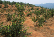 茶油树的土壤要求