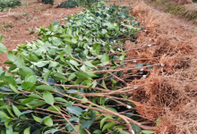 山茶油树树苗种植
