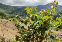 种植茶油树的利益