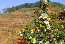 宁乡茶油树种植技术