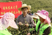 惠民兴县-安徽农业大学专家来桐指导春茶采摘加工技术