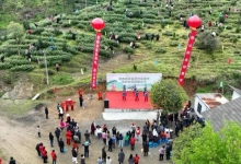 4月6日霞西镇首届茶叶采摘节成功举办