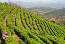 商城县：20余万亩高山茶已全面进入采摘期