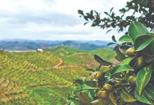 宜春多方助力油茶产业发展