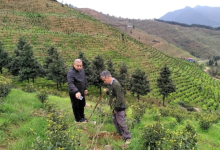 兴安县界首镇：油茶种植数字化给乡村振兴添绿增金