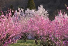 樱花树为什么先开花后长叶子