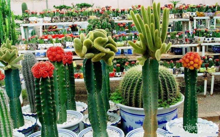 北京的绿植盆栽花卉批发市场在哪啊？
