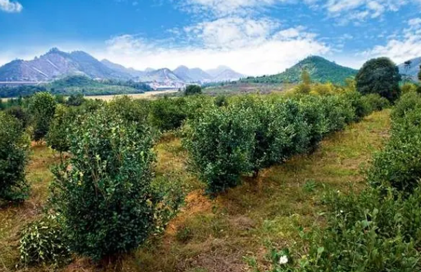 绿色茶油的种植条件