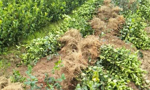 山茶油树树苗的种植