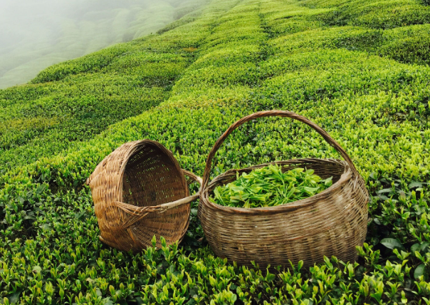 茶叶种植地选地