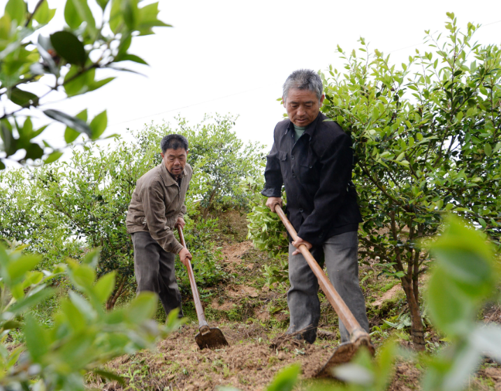 油茶树种植技术及管理方法