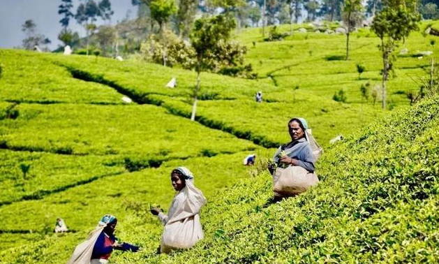 全世界茶叶的产地主要有哪些