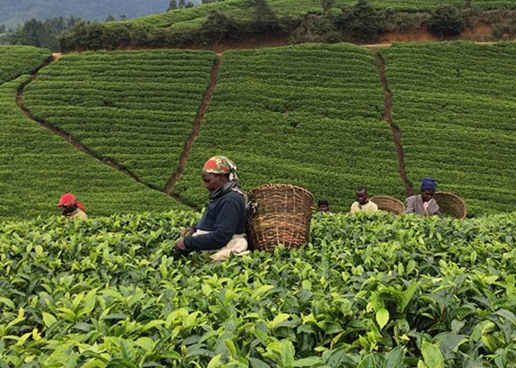 全世界茶叶的产地主要有哪些